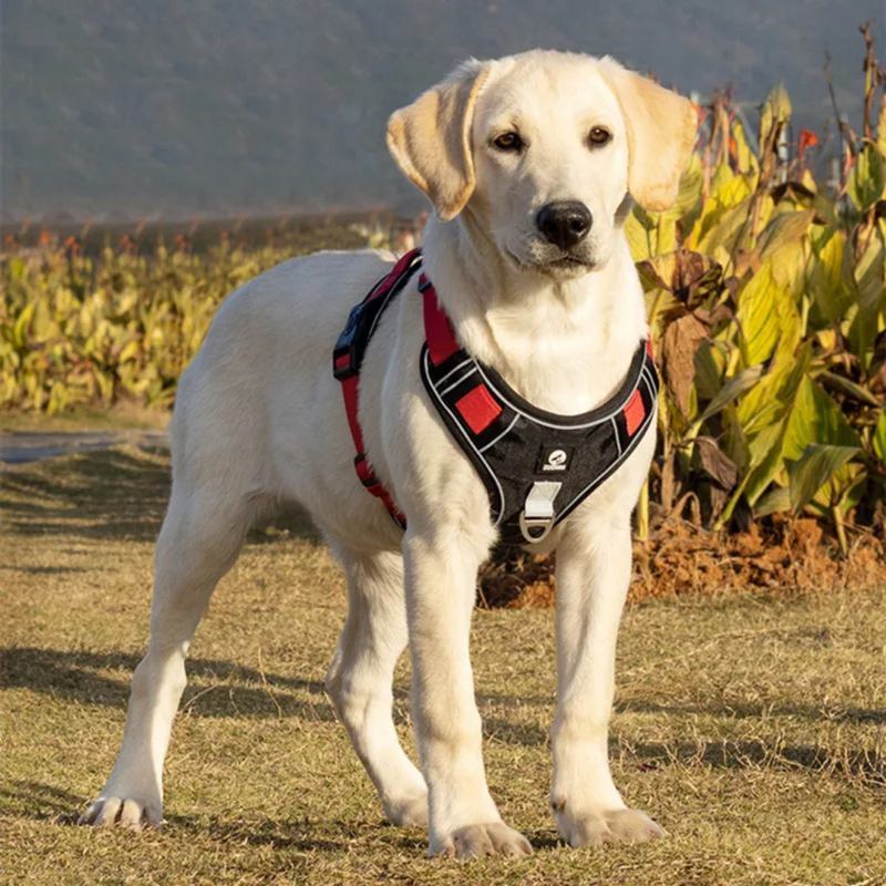 Harnais Réglable pour Chiens